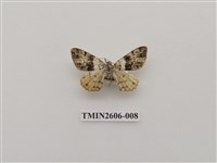 藏品(尺蛾122)的圖片